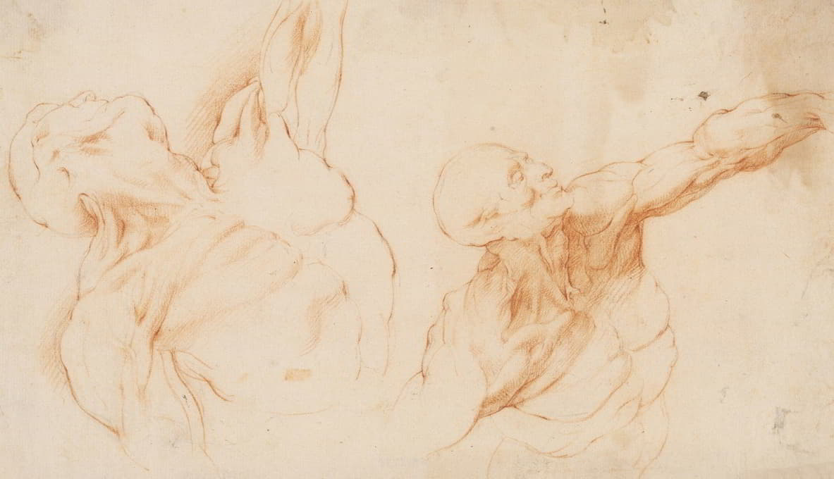 两项解剖学研究（écorchés）。一个被剥皮的男人的躯干，他的左臂抬起
