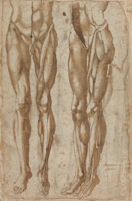 Bartolommeo da Arezzo - Two Studies of a Flayed Man (recto)