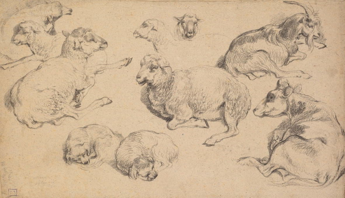 绵羊、山羊和狗的研究表