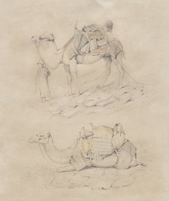 骆驼习作