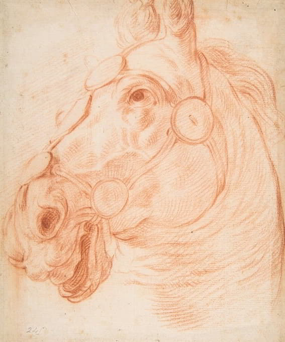 Circle of Baldassarre Franceschini - Study for a Horse’s Head