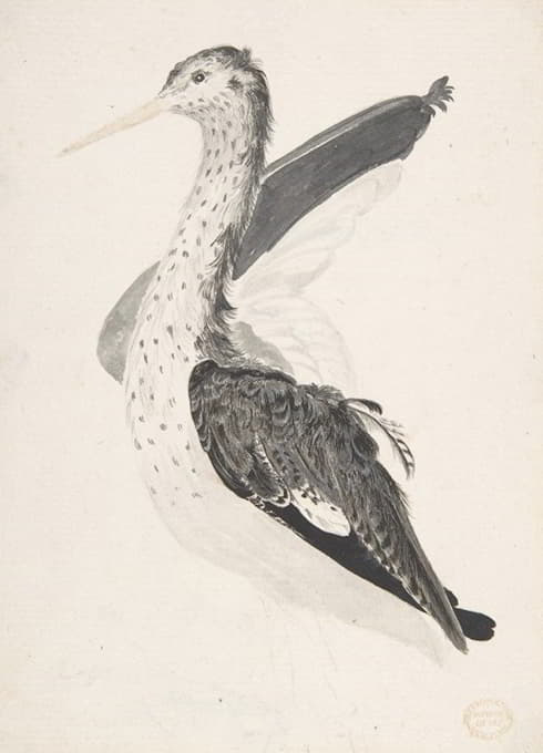 Count Giorgio Durante - Bird, Perhaps an Egret, Seen in Profile with One Wing Lifted