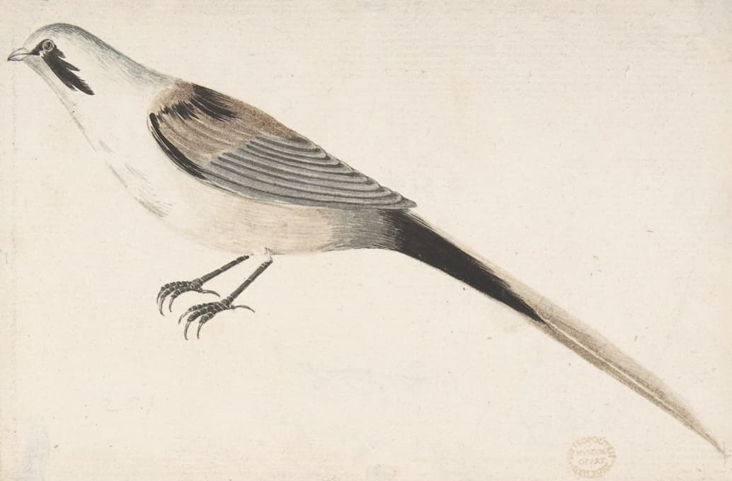 Count Giorgio Durante - Long-Tailed Bird Seen in Profile.
