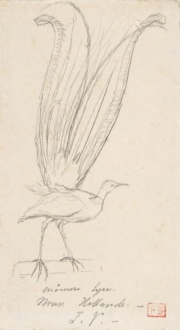 Charles Meryon - A Lyre Bird