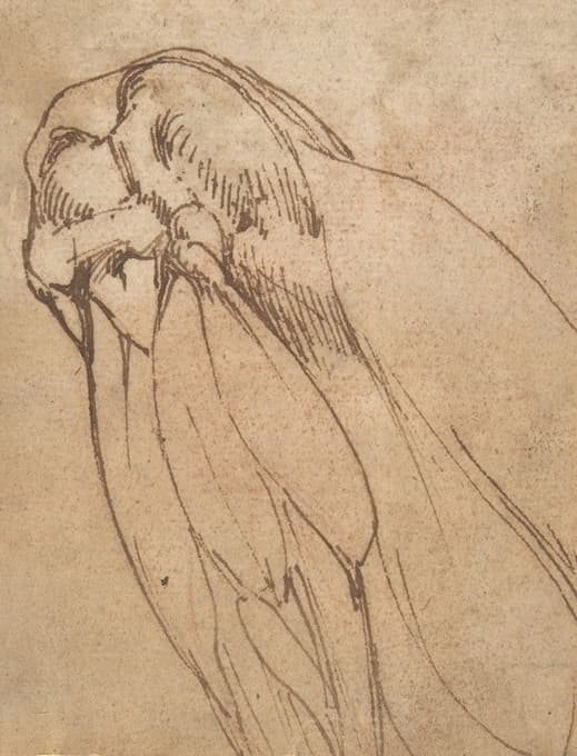 School of Michelangelo Buonarroti - Anatomical Study of a Knee