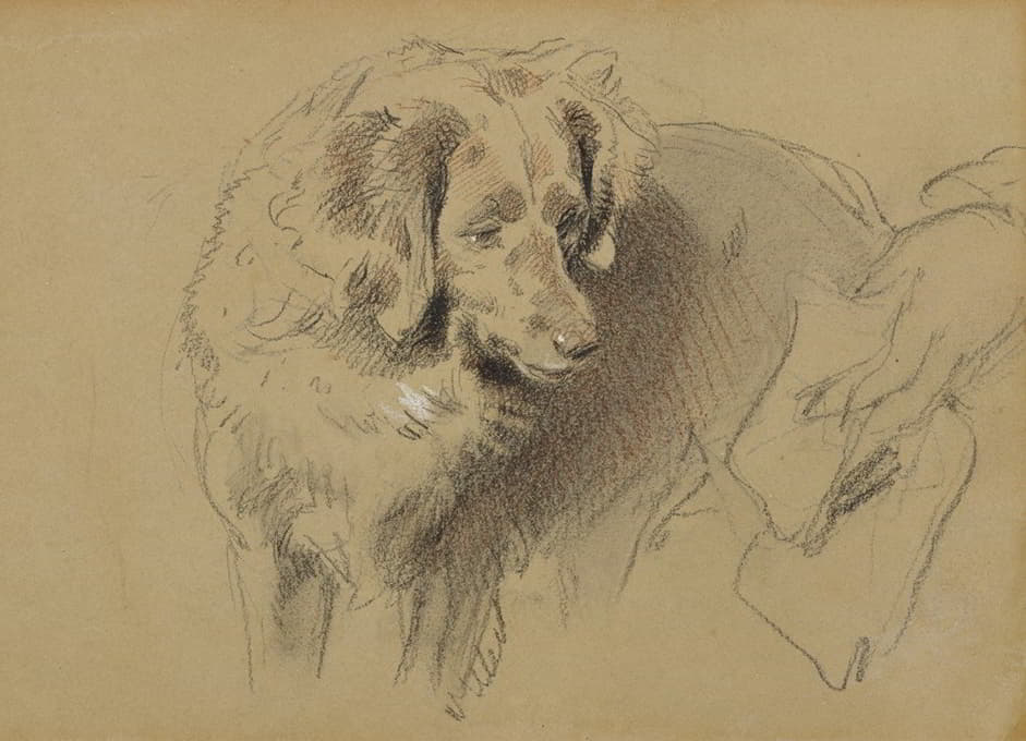 Sir Edwin Henry Landseer - Study of a Dog