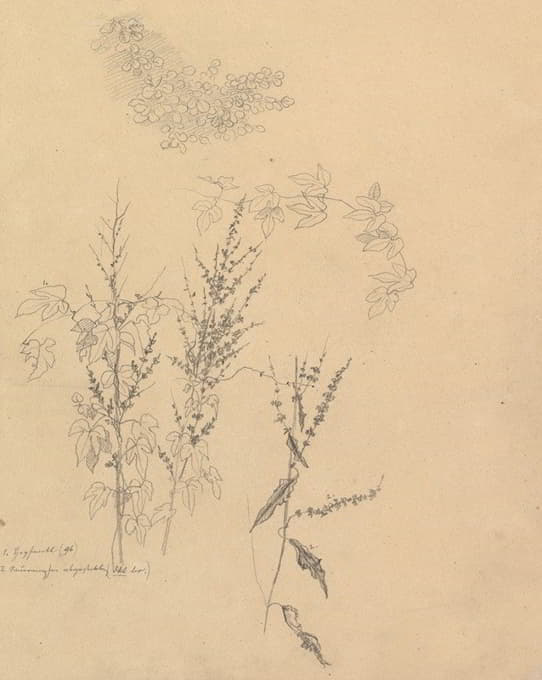 Johann Wilhelm Preyer - Studies of Plants