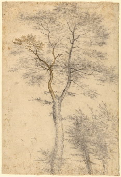 Fra Bartolomeo - Three Studies of Trees