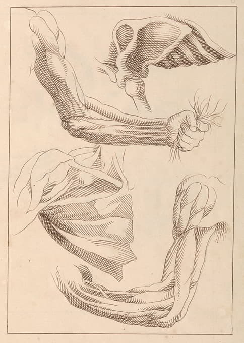 Hamlet Winstanley - Anatomical Studies of Arms and Shoulders