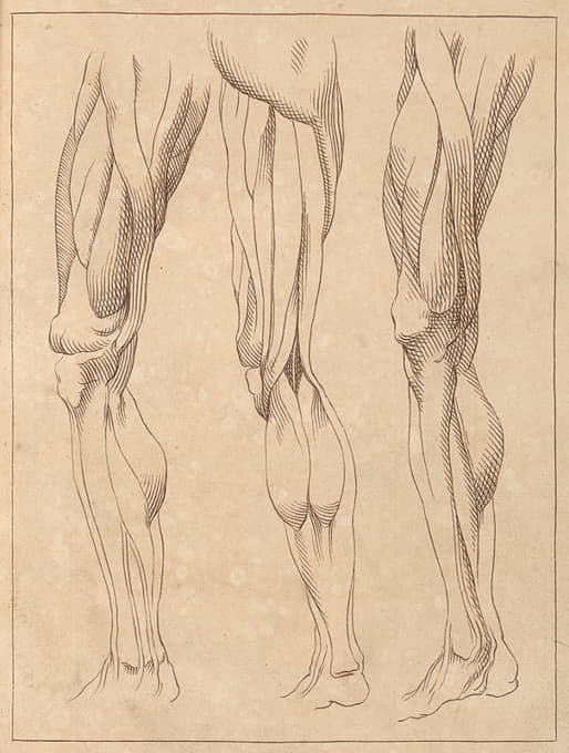 Hamlet Winstanley - Anatomical Studies of Legs