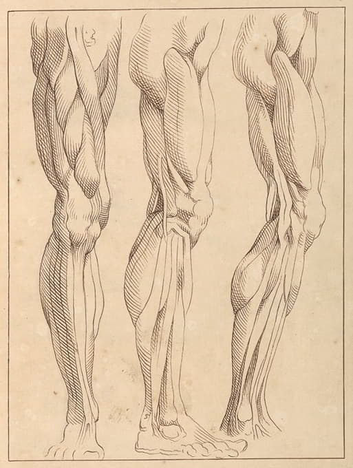 腿的解剖学研究