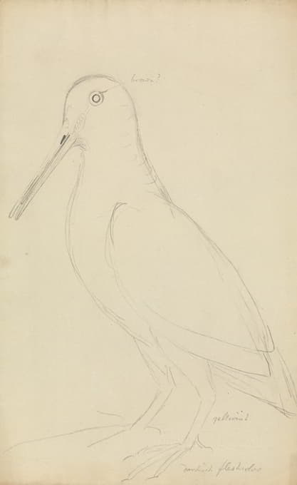 James Sowerby - Eurasian Woodcock