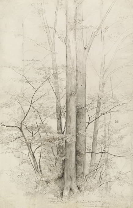 Heinrich Dreber - A Stand of Trees
