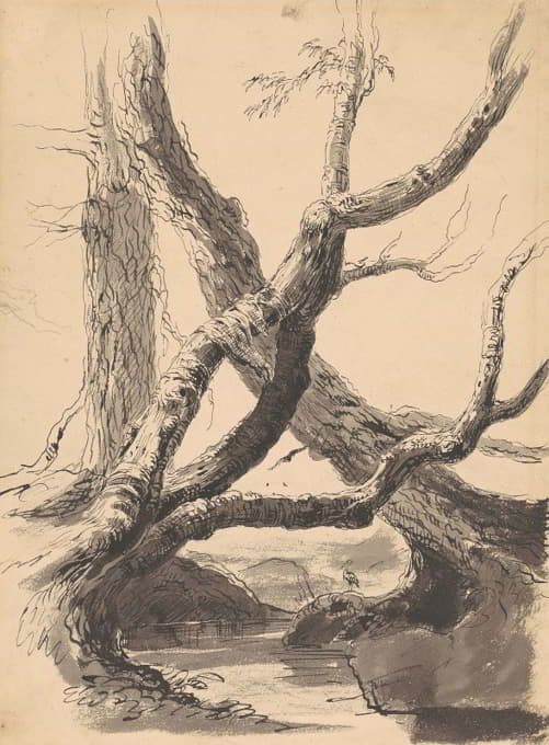 Thomas Cole - Tree Trunks
