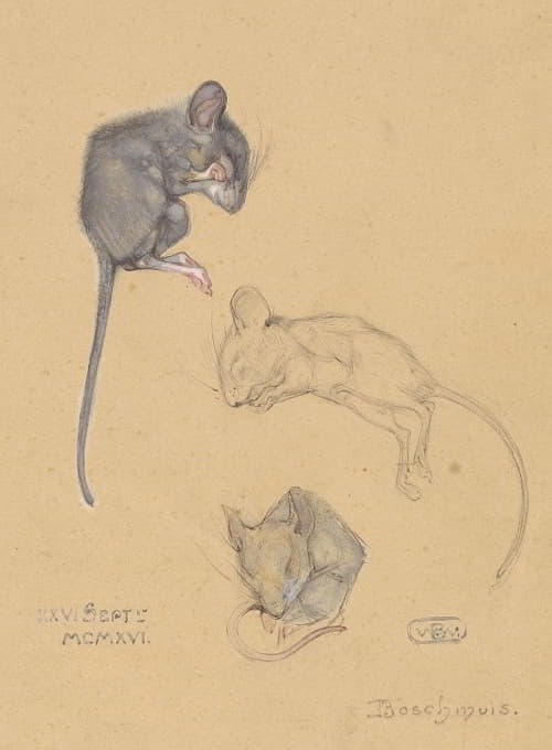 森林鼠的三项研究