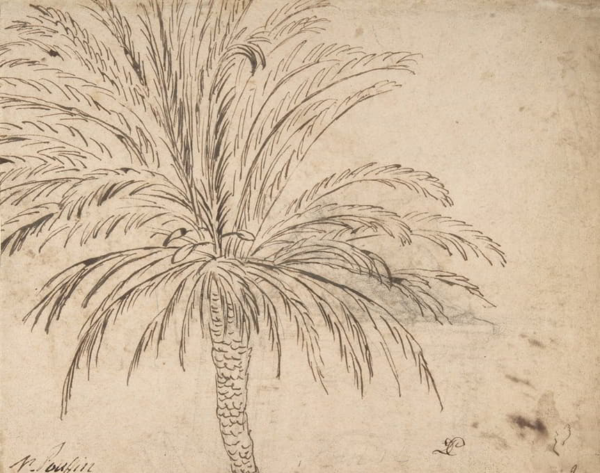 Nicolas Poussin - Study of a Palm Tree