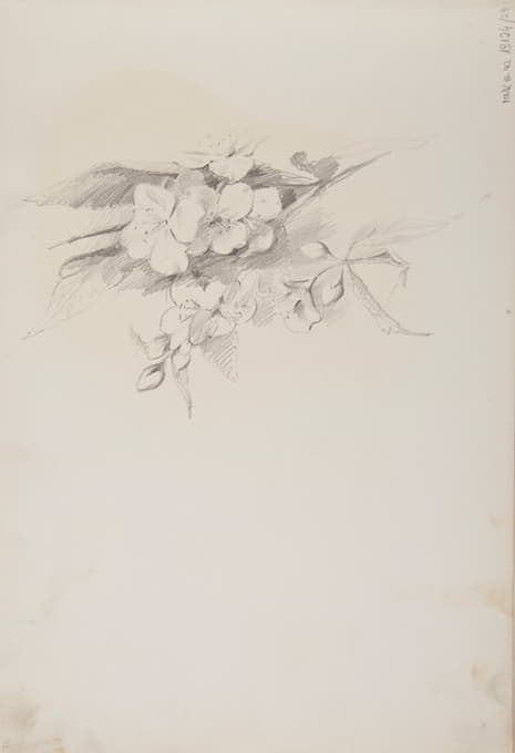Ferdynand Bryll - szkice kwiatów