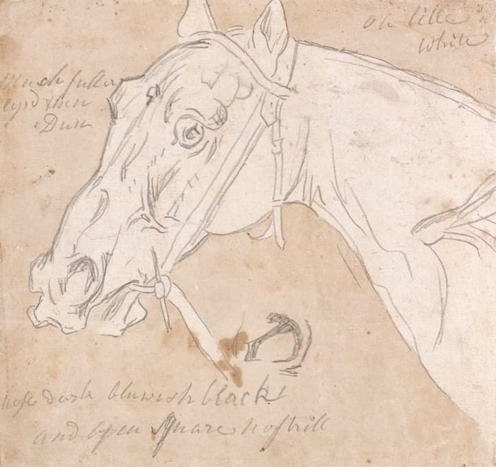 James Seymour - Head of a Horse, Facing Left