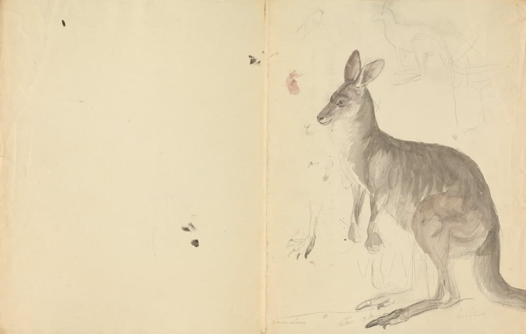 James Sowerby - Two Kangaroos with Details.