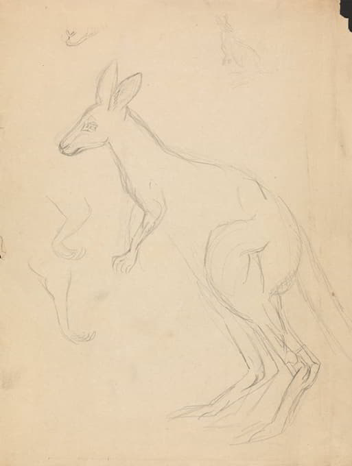 James Sowerby - Two kangaroos with details