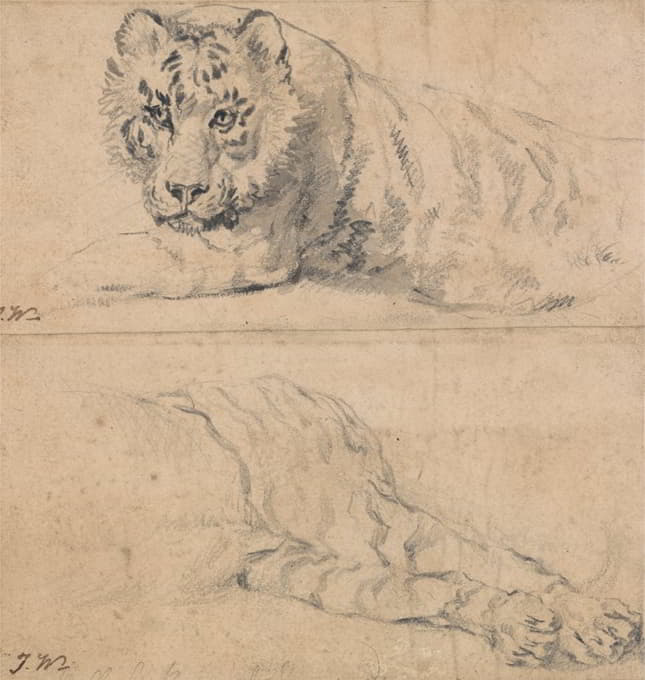 对老虎的两种研究；上；头和肩；下；后躯