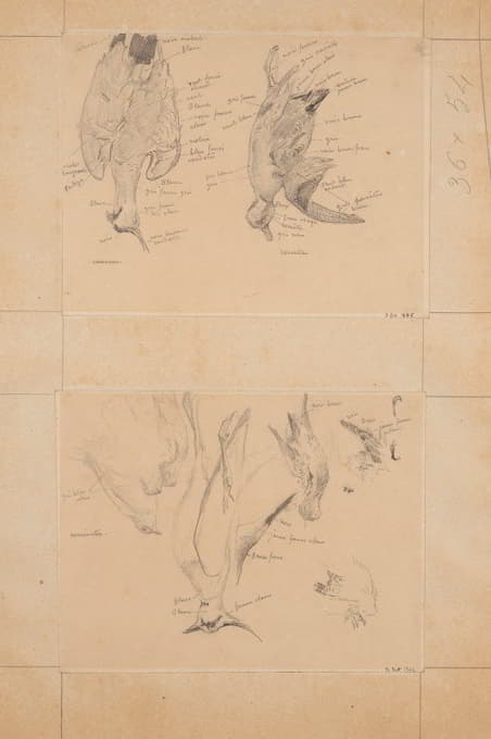 Fernand Cormon - Etude d’oiseaux; vanneau et sarcelle