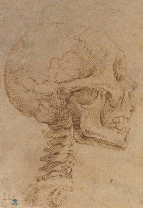 Battista Franco - Skull in Profile