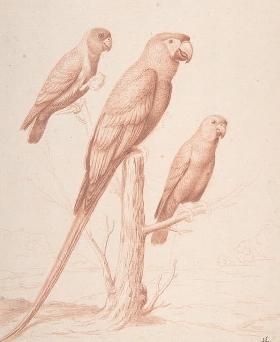 Nicolas Robert - Three Parrots