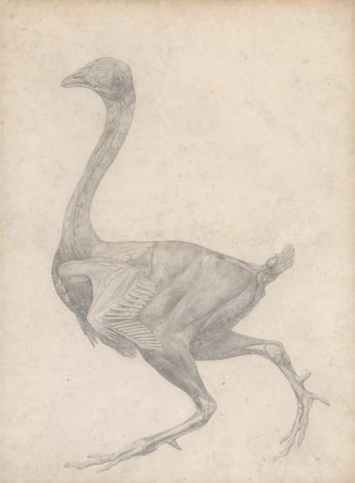 George Stubbs - Fowl, Lateral View, with Skin and Underlying Fascial Layers Removed