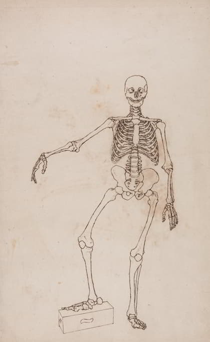 人体骨骼，前视图