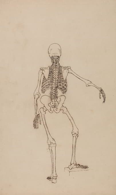 人体骨骼，后视图
