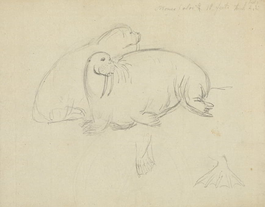 James Sowerby - Two Walruses with Detail of Flippers