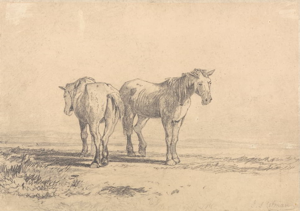 两匹老马站在田野里
