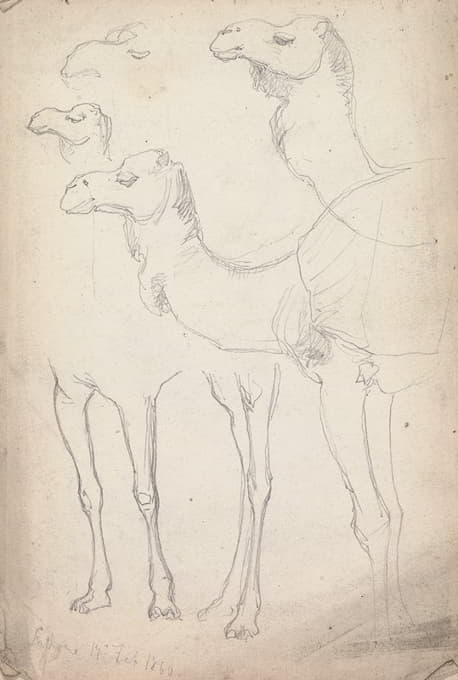 William Simpson - Studies of Camels, Lahore, 17 February 1860