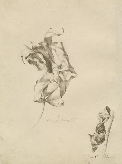 Friedrich Olivier - Shriveled Leaves