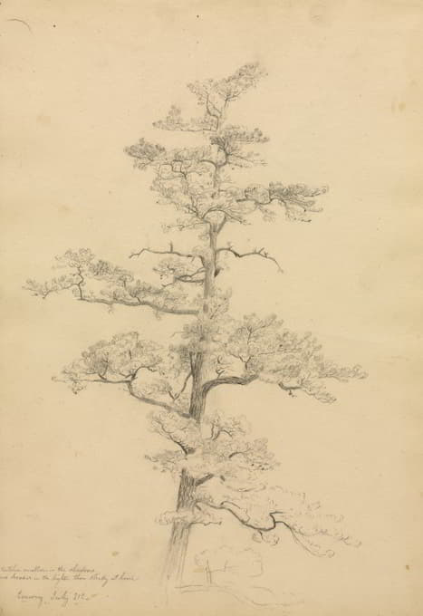 David Johnson - Pine Tree, Conway, New Hampshire (recto)