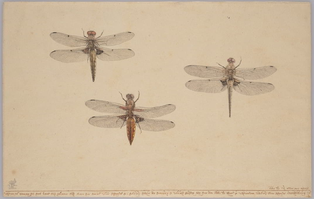 Rochus van Veen - Three Dragonflies