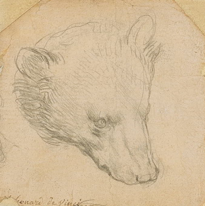 Leonardo da Vinci - Head of a bear