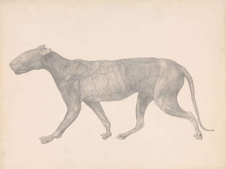 George Stubbs - Tiger, Lateral View, with Skin and Tissue Removed