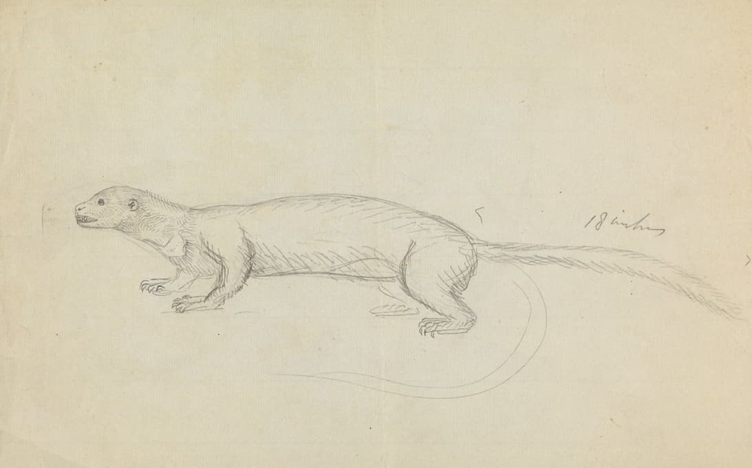 James Sowerby - A Weasel.