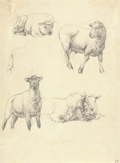 Robert Hills - Sheep