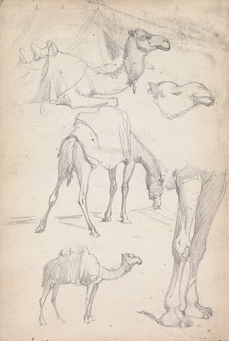 William Simpson - Studies of Camels