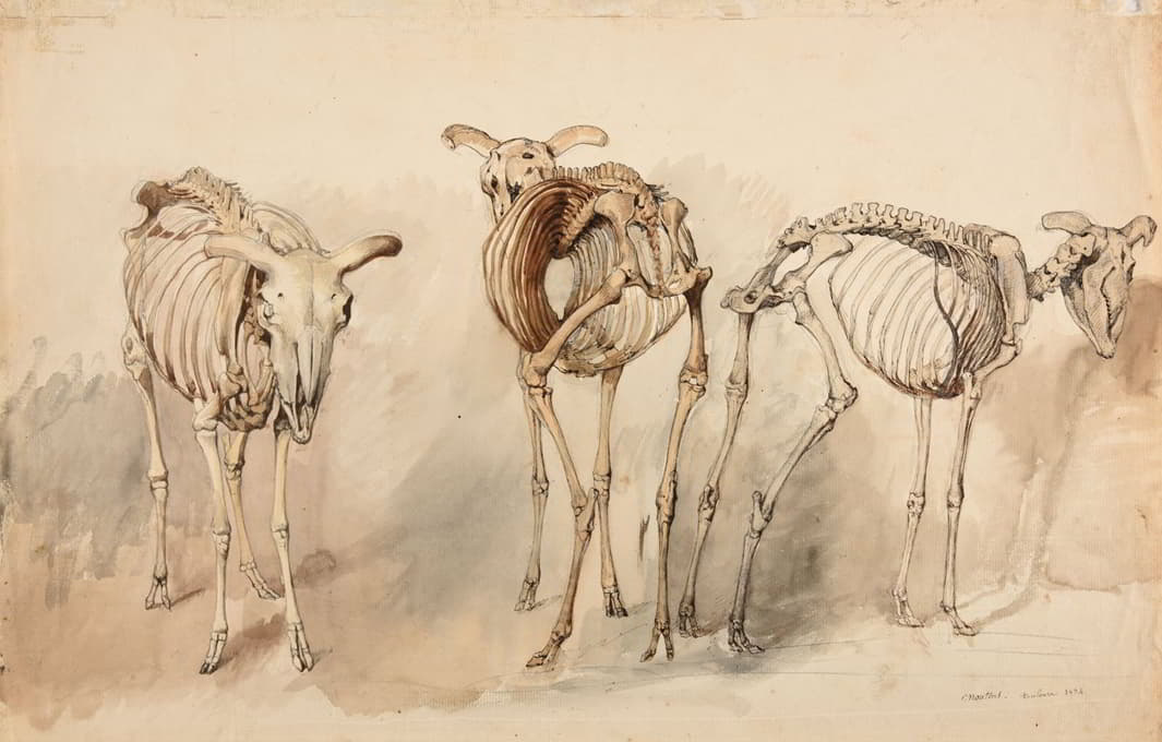 绵羊骨骼的三项研究