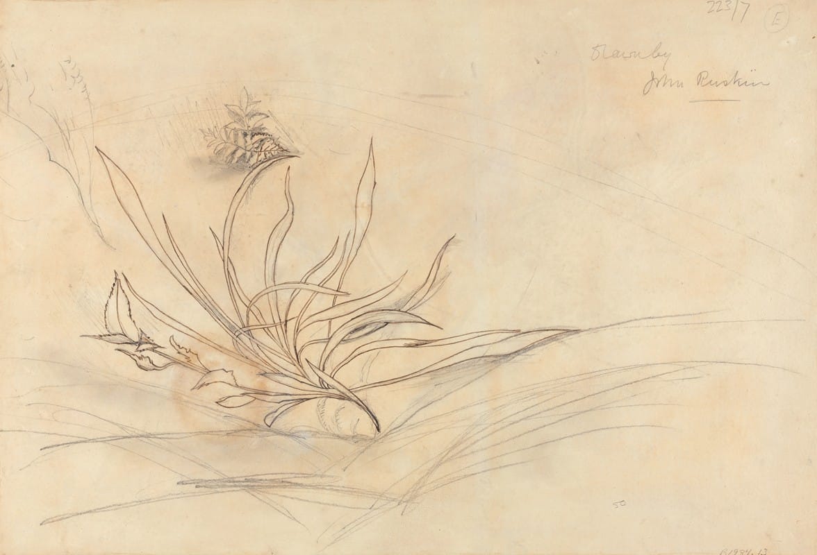 John Ruskin - Sketch of Foliage