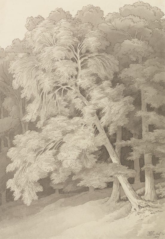 John White Abbott - Trees in a Wood