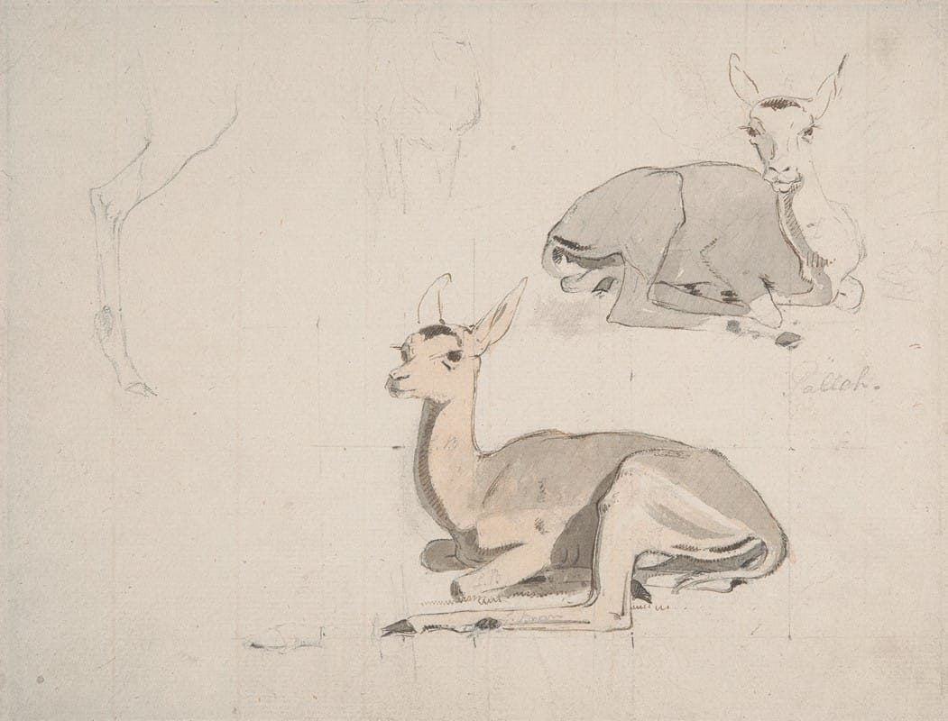 Samuel Daniell - Studies of Young Pallah Deer Resting