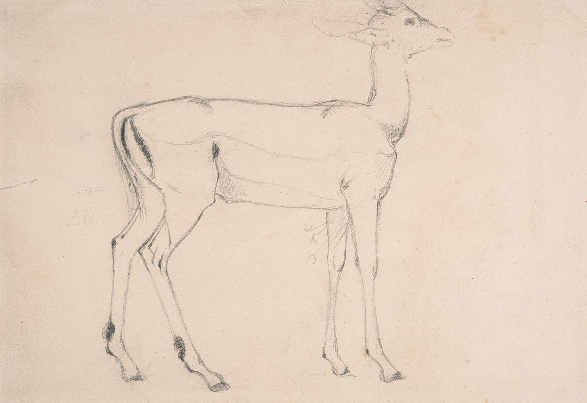 Samuel Daniell - Study of a Standing Deer