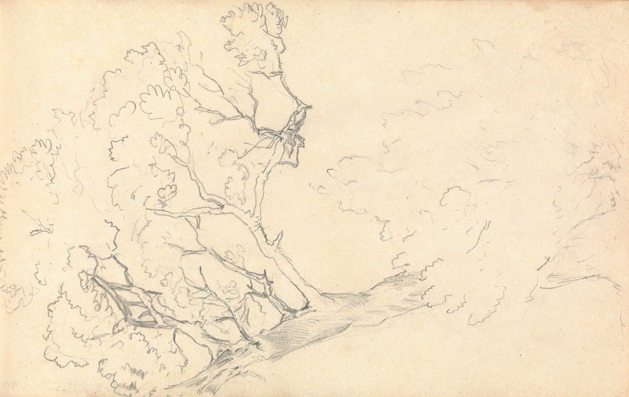 Thomas Bradshaw - Sketch of a Large Tree