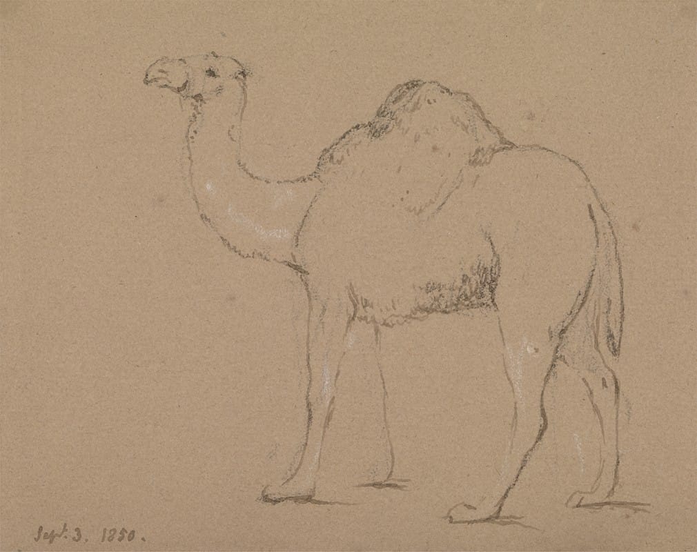 George Jones - A Camel, Facing Left, Sept. 3, 1850