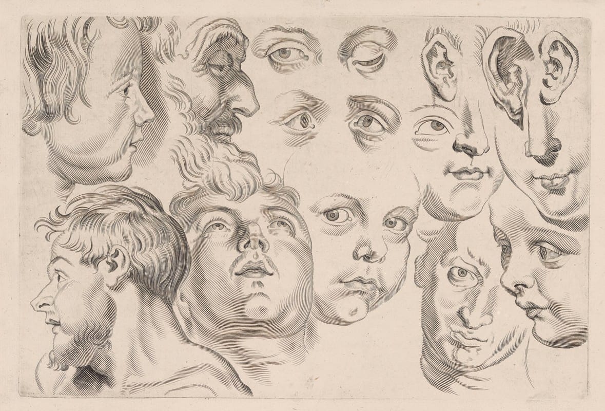 Peter Paul Rubens - Study of Heads